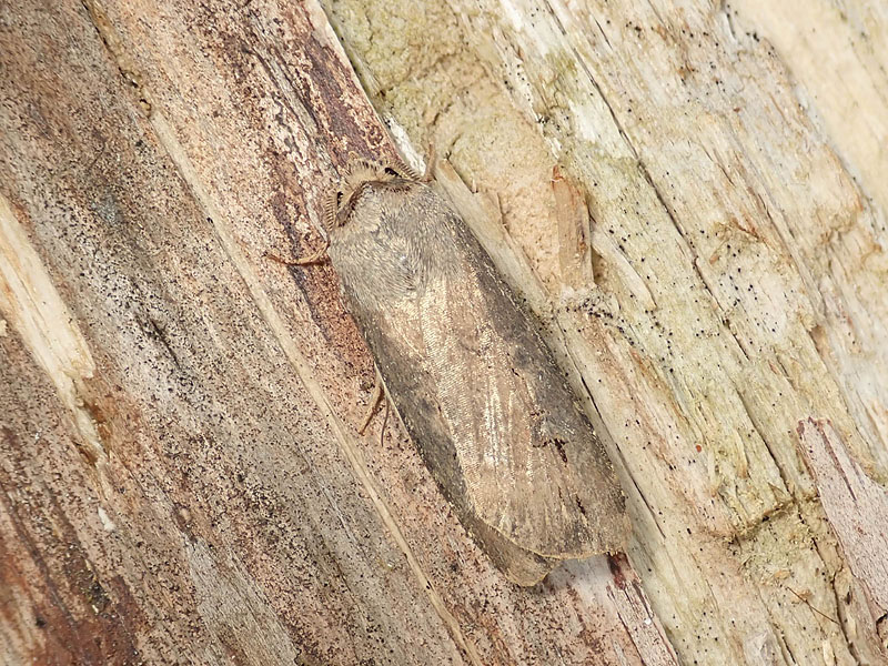 da identificare 1 - Agrotis ipsilon